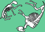 illustration of animal bones