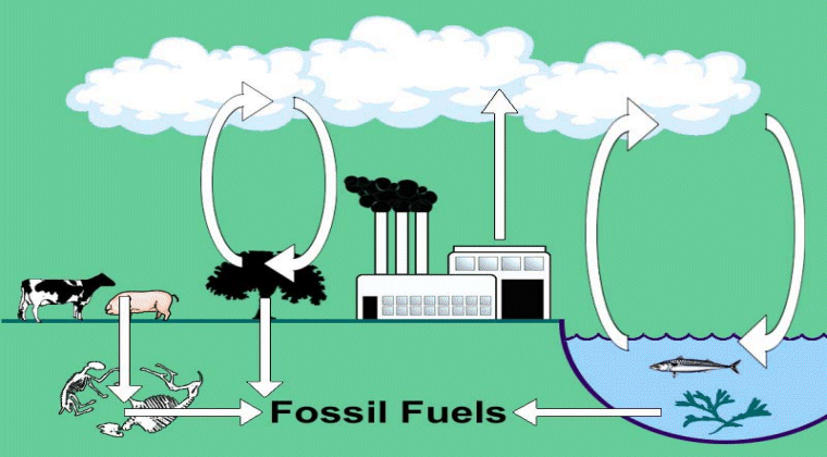 graphic: illustration of the carbon cycle