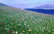 photograph image of field of wild flowers