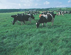 graphic: field of cattle